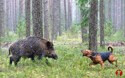 Dürfen Jäger Hunde im Wald erschießen?